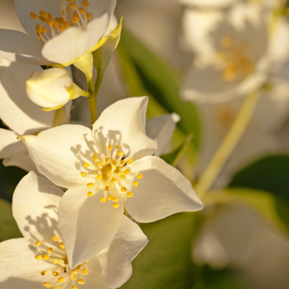 Jasmine Fragrance Oil