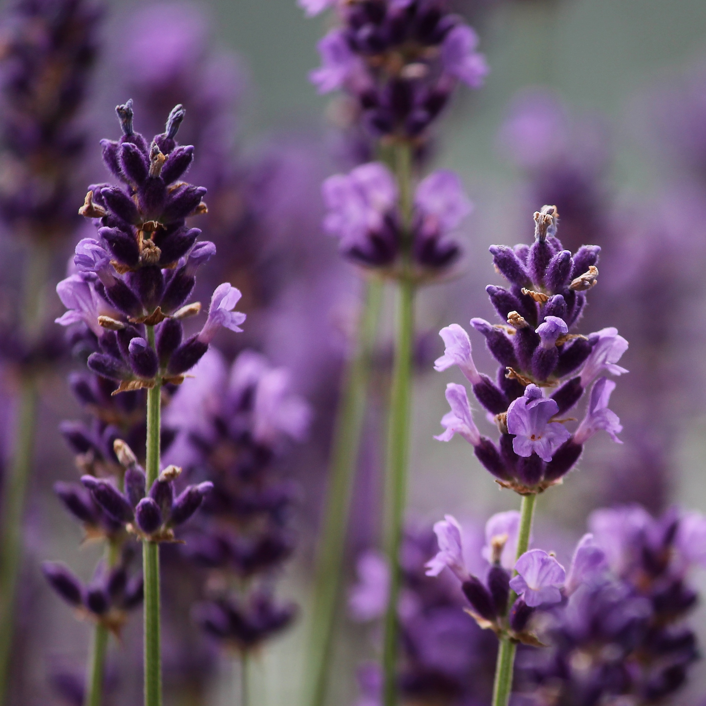 Lavender Essential Oil