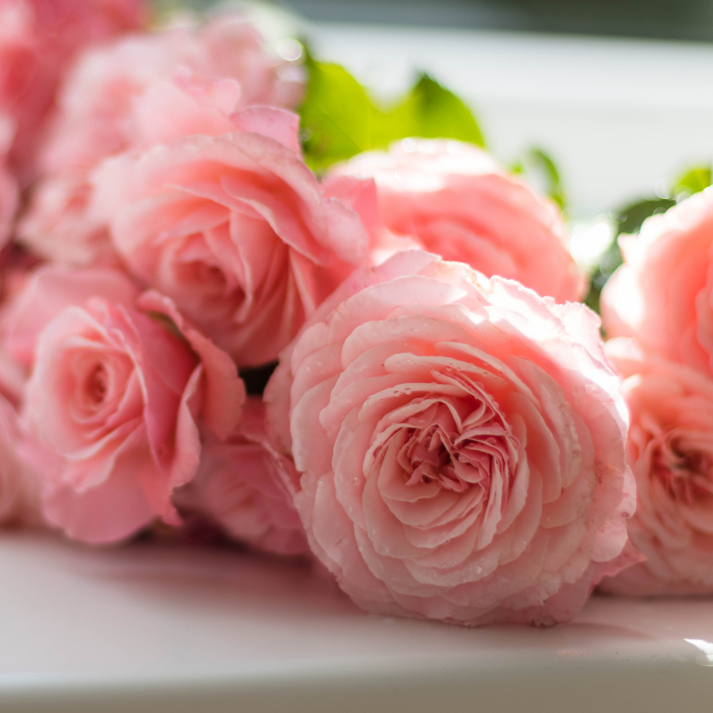 Rose Peony Fragrance Oil