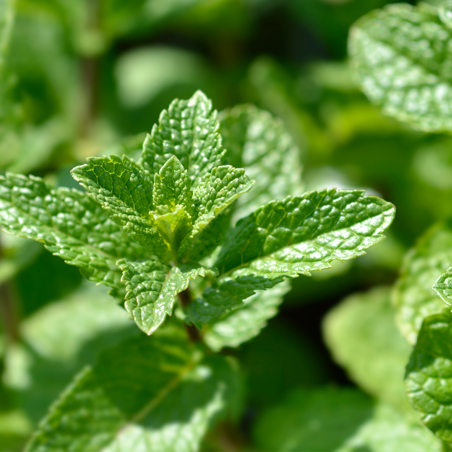 Wild Mint Lip Flavouring