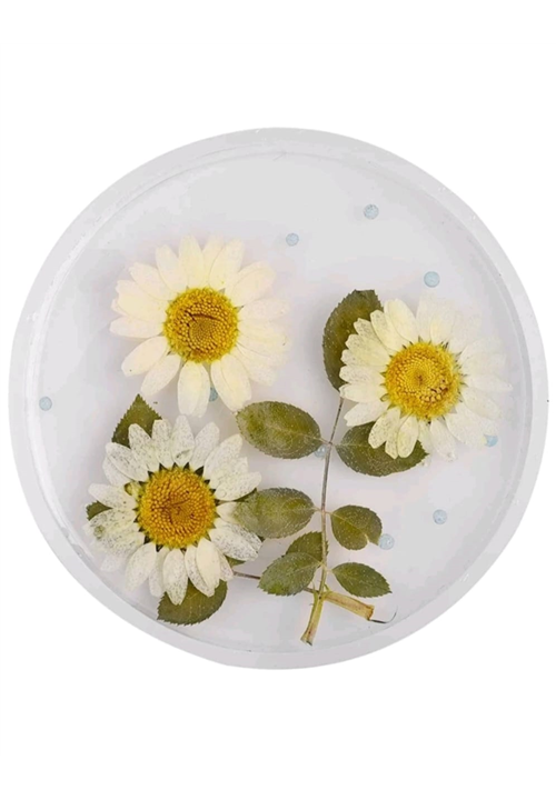 Round Plain Coaster Mould