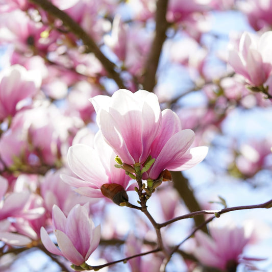 Magnolia Fragrance Oil