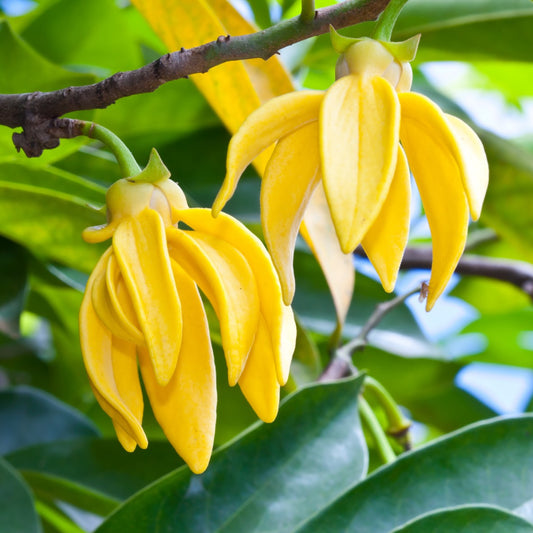 Ylang Ylang Fragrance Oil
