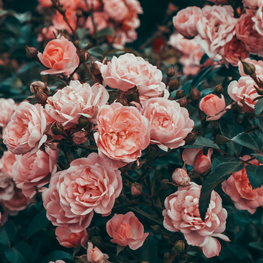 Rose Geranium Fragrance Oil