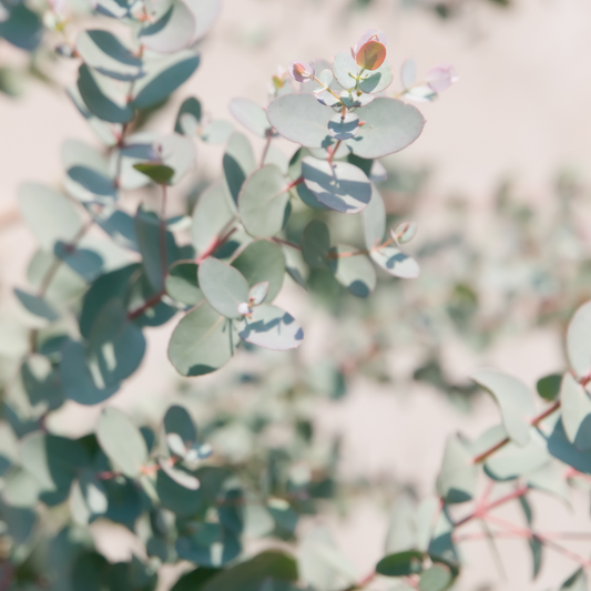 Eucalyptus Essential Oil