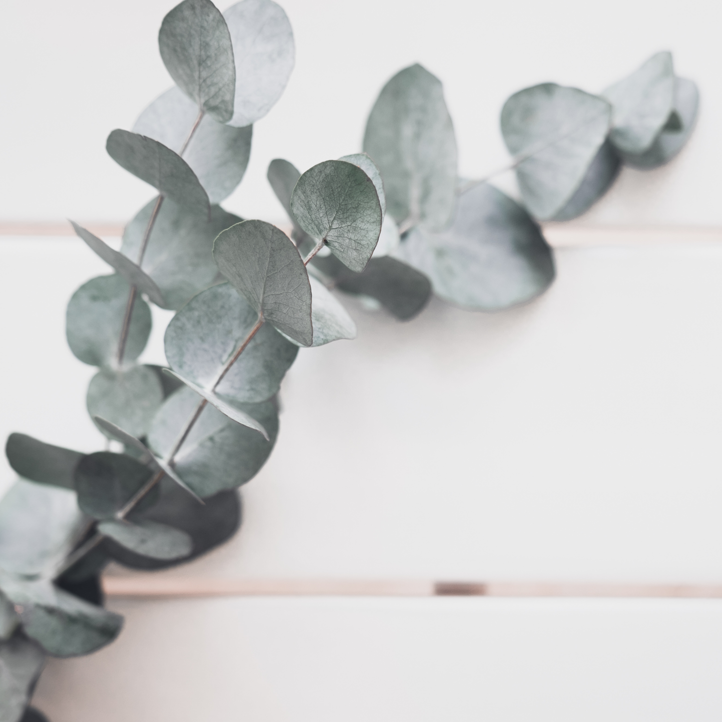 Eucalyptus Fragrance Oil