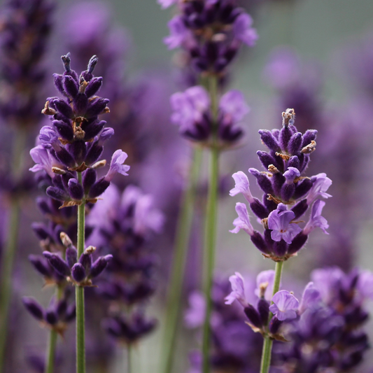 Lavender Essential Oil