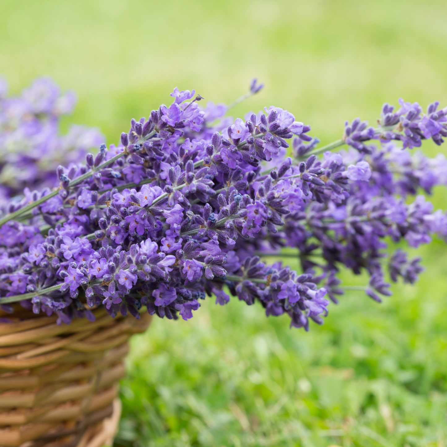 Lavender Fragrance Oil