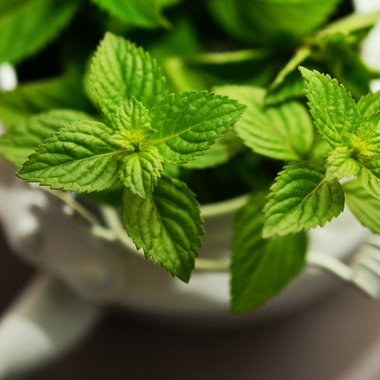 Peppermint Fragrance Oil