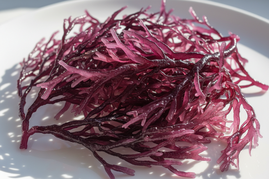 Raw Sea Moss (Wild Harvest)