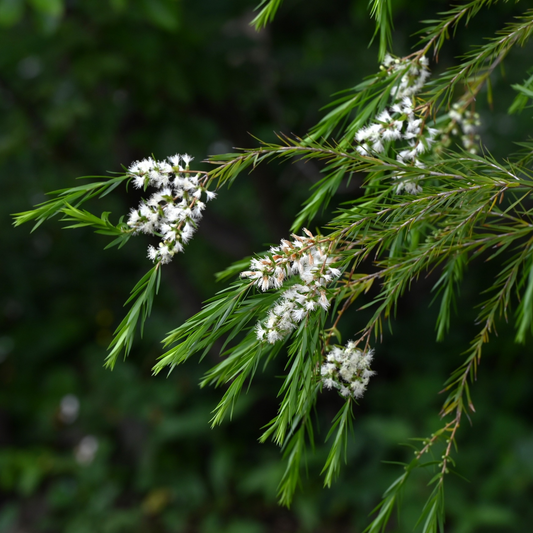 Tea Tree Essential Oil